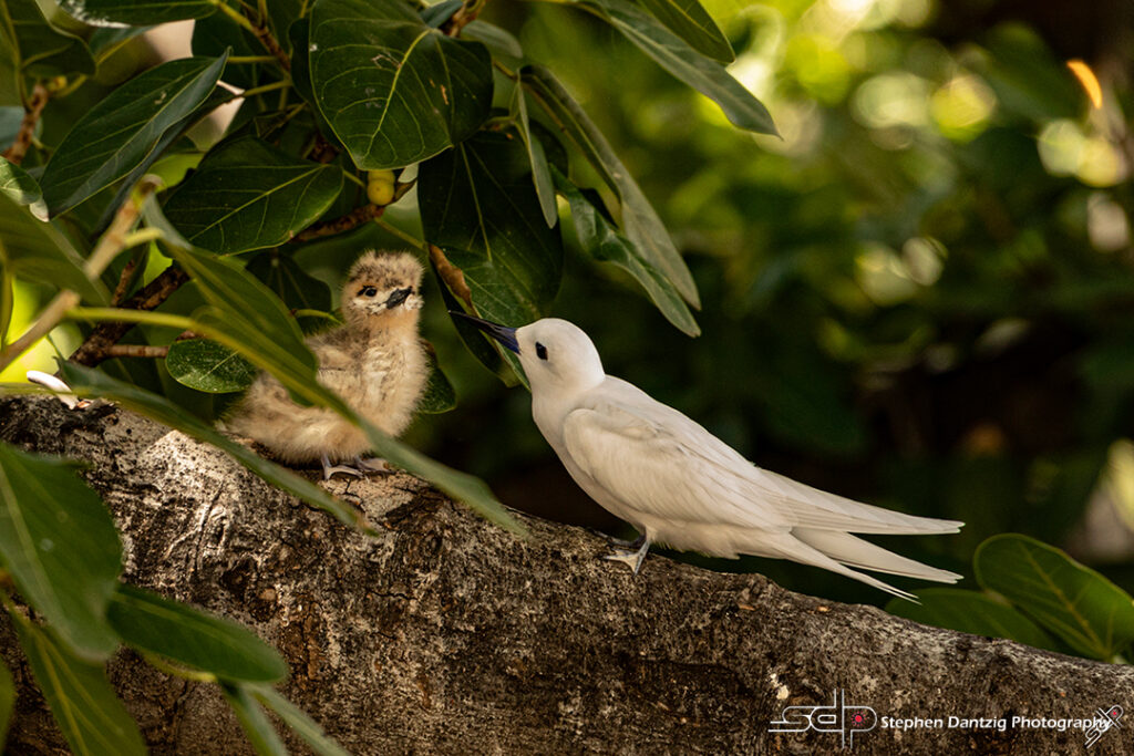 Photo by Dr. Stephen Dantzig of two birds on a tree branch.