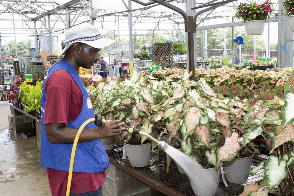 Man in a blue Lowes vest watering colorful plants in the garden center